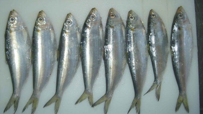 ca-trich ca-diec-Các loại cá tốt cho mẹ và thai nhi